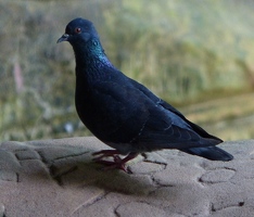 Pigeon